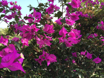 Blütenpracht der Bugainvillea im Herbst